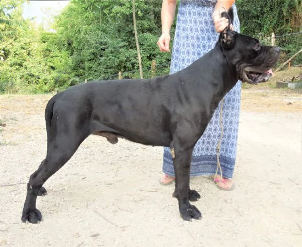 cane corso cuccioli da allev riconosciuto enci  | Foto 3