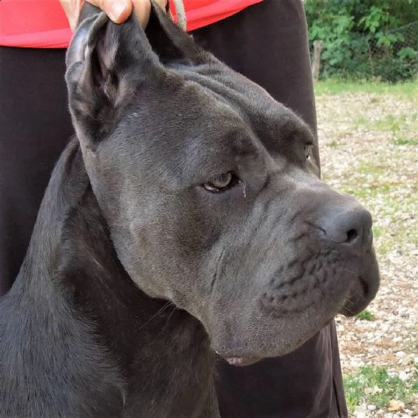 cane corso cuccioli da allev riconosciuto enci  | Foto 2