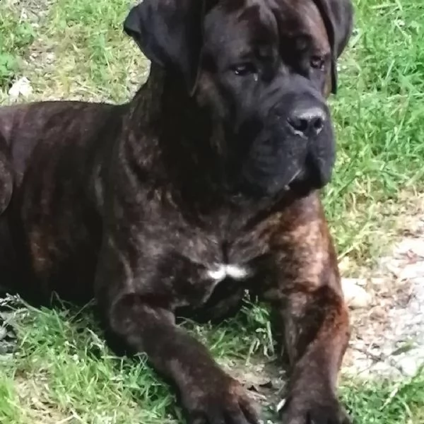 cane corso cuccioli da allev riconosciuto enci  | Foto 0