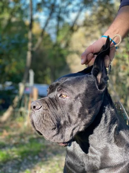 cane corso cuccioli da allev riconosciuto enci 