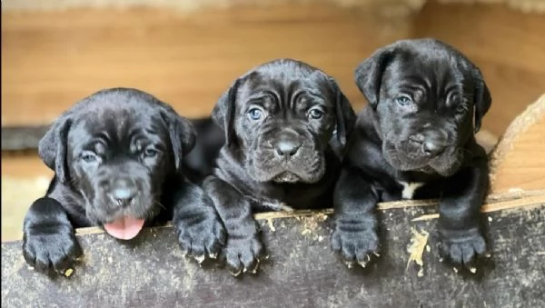 cane corso cuccioli da allev riconosciuto enci  | Foto 6