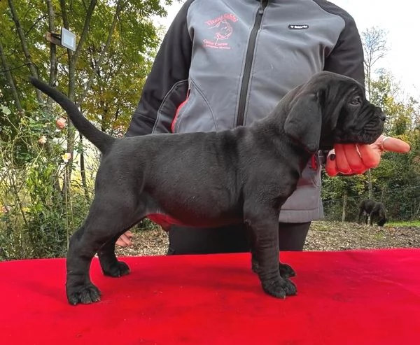 cane corso cuccioli da allev riconosciuto enci  | Foto 5