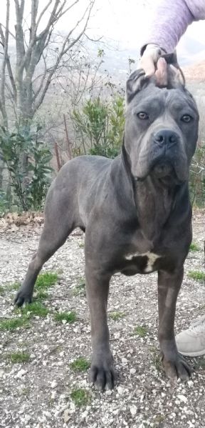 cane corso cuccioli da allev riconosciuto enci  | Foto 4
