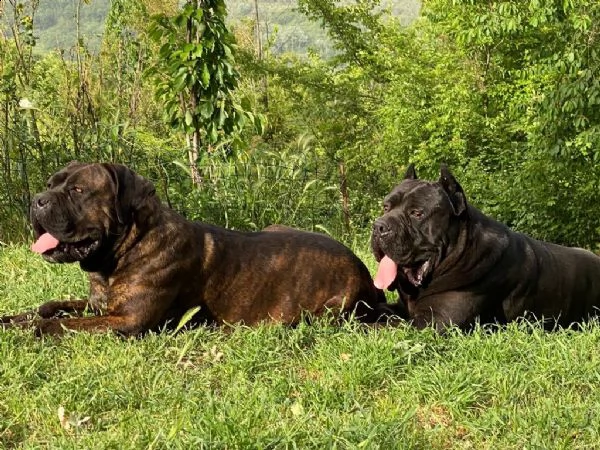 cane corso cuccioli da allev riconosciuto enci  | Foto 3