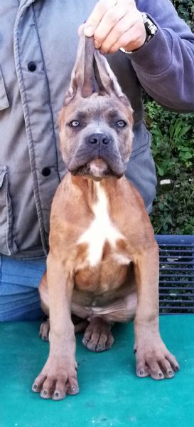cane corso cuccioli da allev riconosciuto enci  | Foto 2