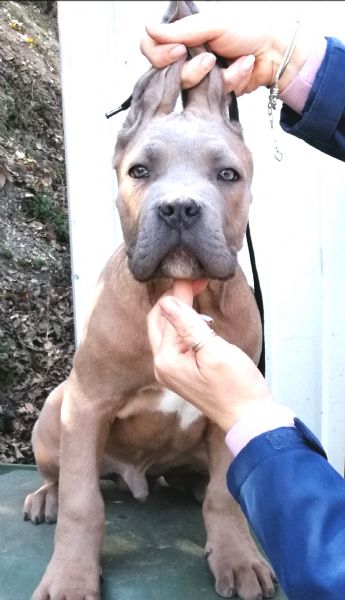 cane corso cuccioli da allev riconosciuto enci  | Foto 0