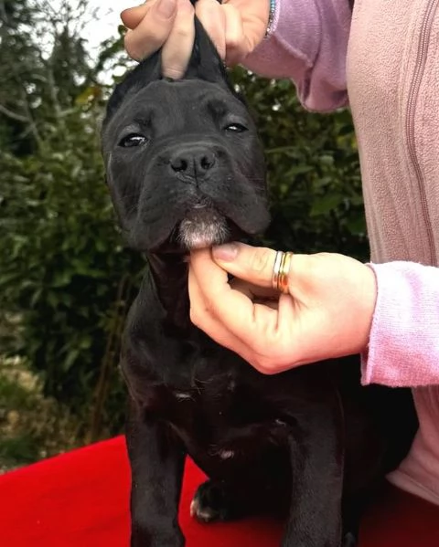 Cane corso Cuccioli da Allev Riconosciuto Enci 