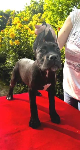 Cane corso femmine da Allev Riconosciuto Enci  | Foto 3