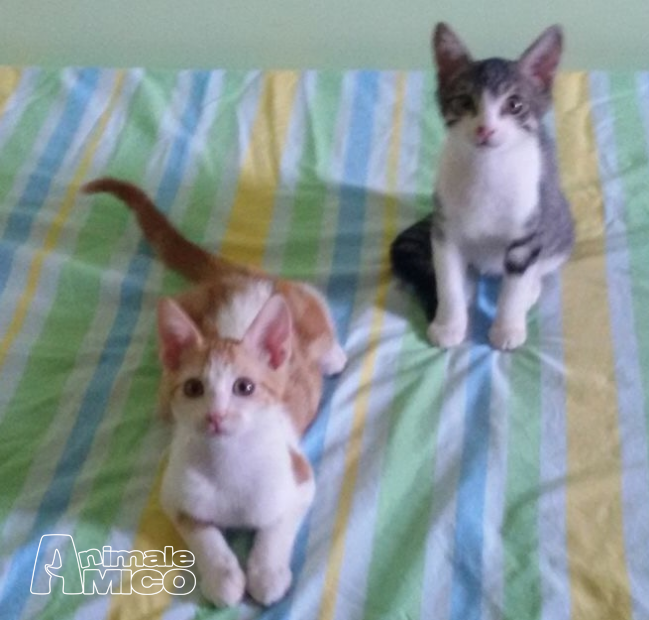 Regalo Cucciolo Europeo Da Privato A Torino Gattini Di Tre E Cinque Mesi