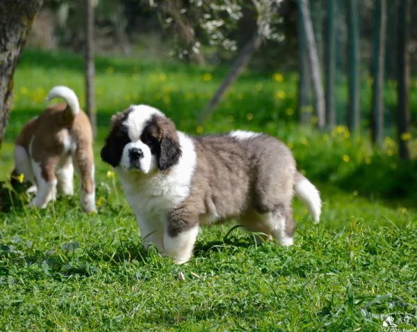 cuccioli di san bernardo  | Foto 3