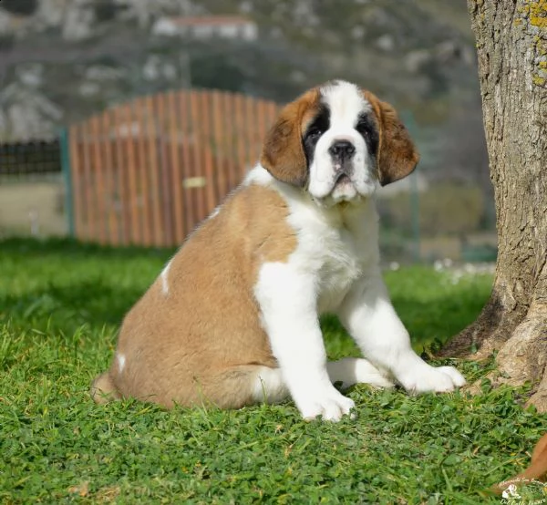 cuccioli di san bernardo  | Foto 1