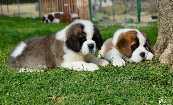 cuccioli di san bernardo  | Foto 0