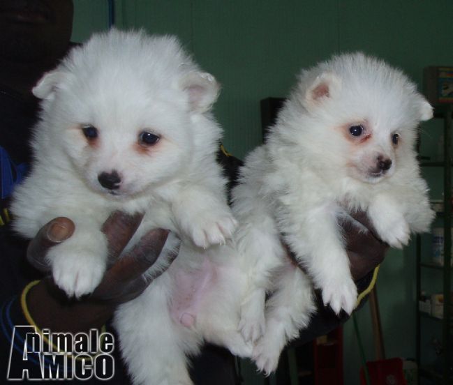 Annunci Animali Cani Cuccioli regalo da allevamenti e privati