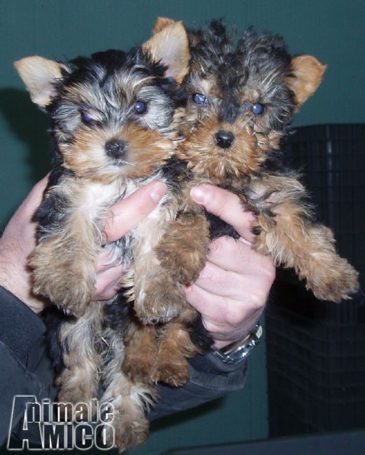 Annunci Animali Cani Cuccioli regalo da allevamenti e privati