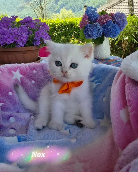 Cuccioli British Golden e Silver  | Foto 6