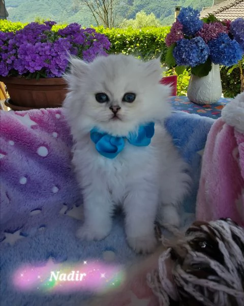 Cuccioli British Golden e Silver  | Foto 5