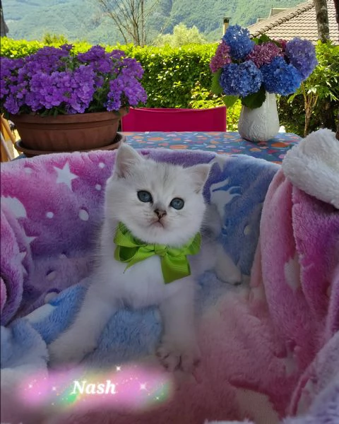 Cuccioli British Golden e Silver  | Foto 4