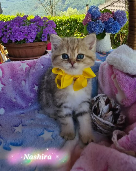 Cuccioli British Golden e Silver  | Foto 3