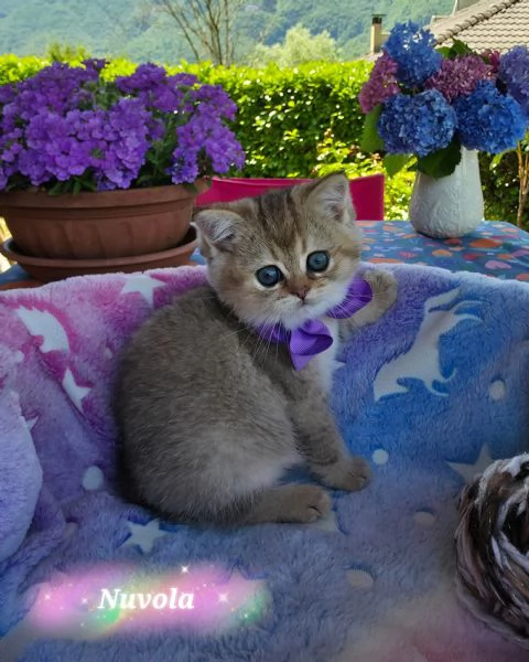 Cuccioli British Golden e Silver  | Foto 1