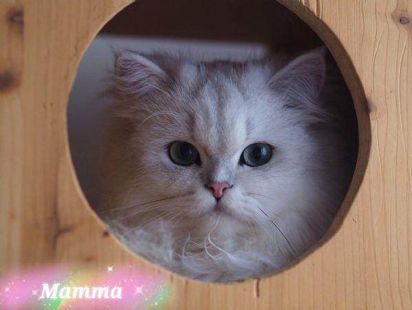 Cuccioli British Golden e Silver  | Foto 0