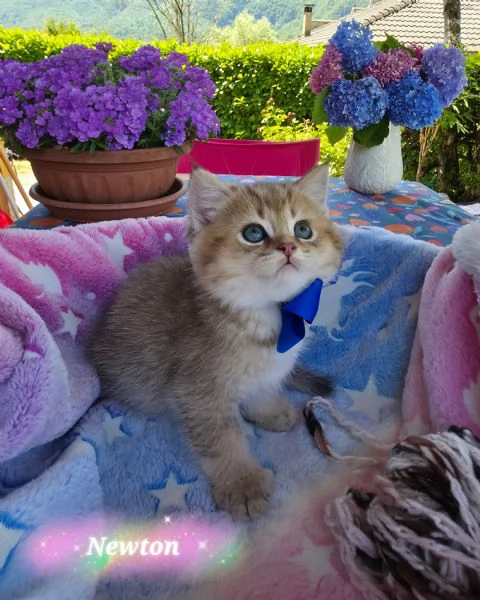 Cuccioli British Golden e Silver 