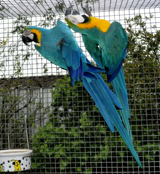 pappagalli ara 
