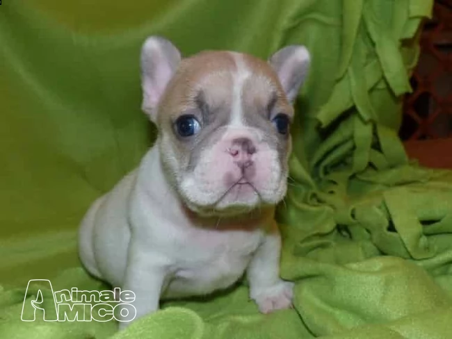 bouledogue francese cuccioli  | Foto 0