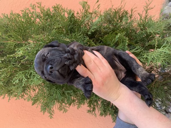 cuccioli bullmastiff | Foto 4