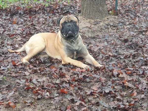 cuccioli bullmastiff | Foto 0