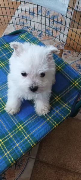 west highland white terrier 