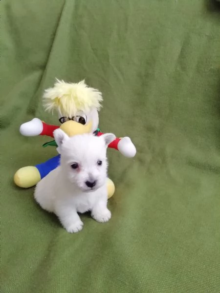 west highland white terrier  | Foto 1