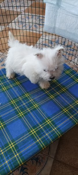 west highland white terrier  | Foto 0