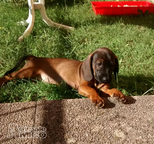 Vendita cucciolo Segugio da Privato a , cani Segugio in Vendita