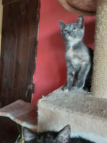 Lia e Penelope 3 mesi  aspettano una famiglia | Foto 3