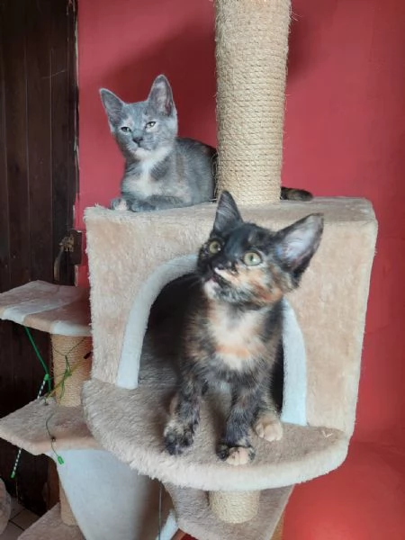 Lia e Penelope 3 mesi  aspettano una famiglia | Foto 2