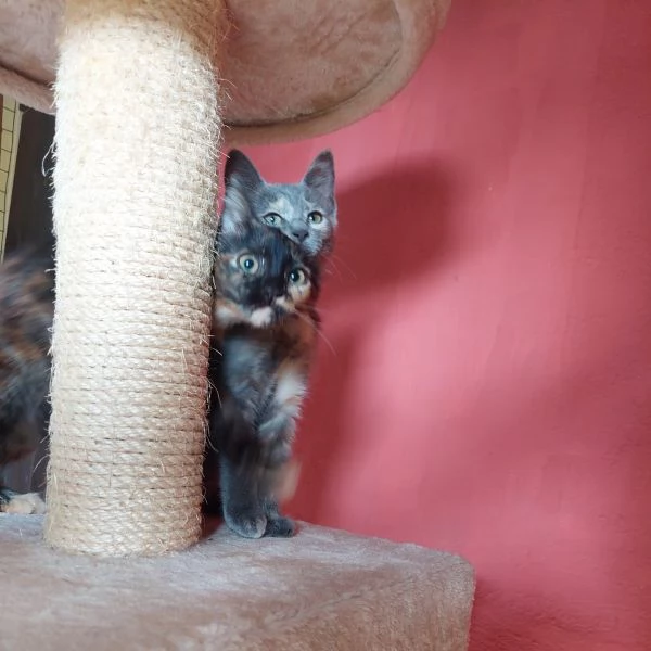 Lia e Penelope 3 mesi  aspettano una famiglia
