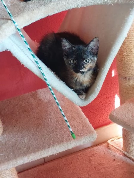 Lia e Penelope 3 mesi  aspettano una famiglia | Foto 0