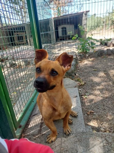 Tot 5kg di simpatia e gioia aspetta una famiglia | Foto 2