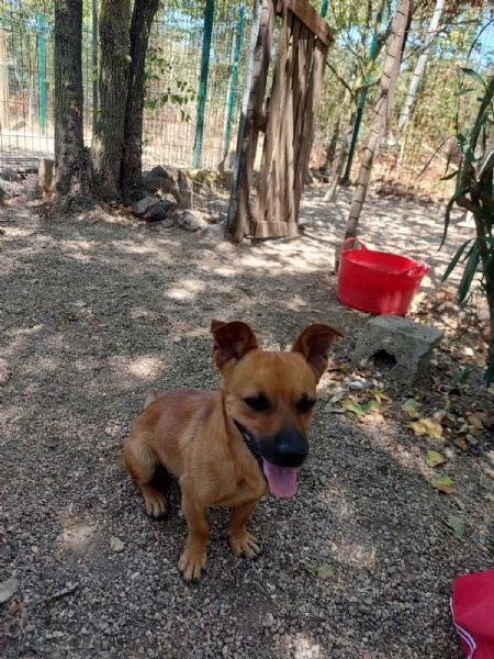Tot 5kg di simpatia e gioia aspetta una famiglia | Foto 1