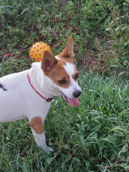 Giograve 6 kg di dolcezza aspetta una famiglia | Foto 2