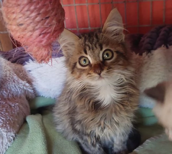 Jerry micino dolcissimo aspetta casa