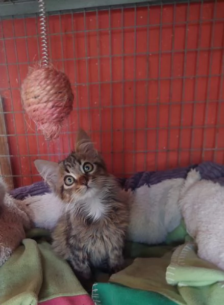 Jerry micino dolcissimo aspetta casa | Foto 1