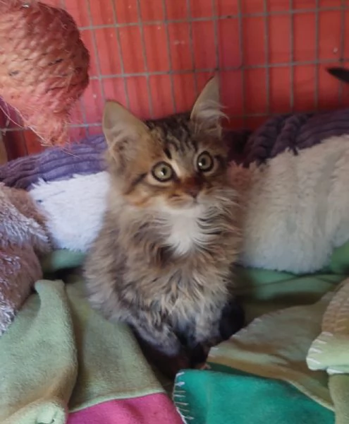 Jerry micino dolcissimo aspetta casa | Foto 0