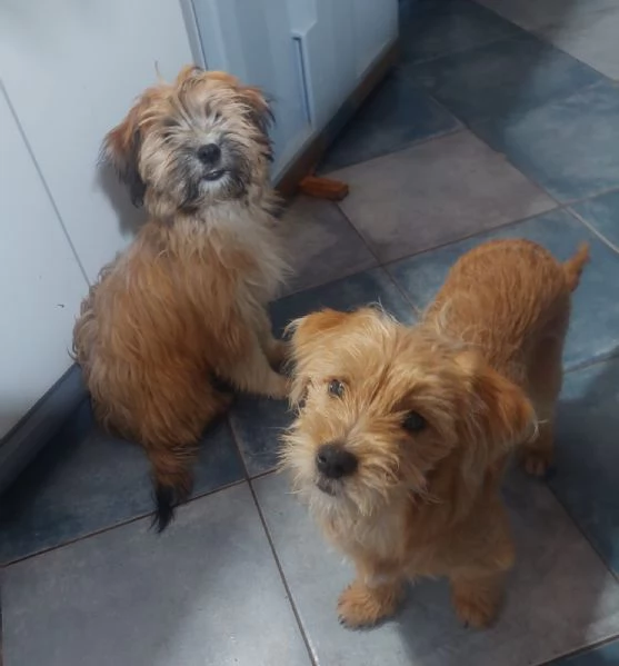 Bobby e Birba cuccioli deliziosi aspettano casa | Foto 1