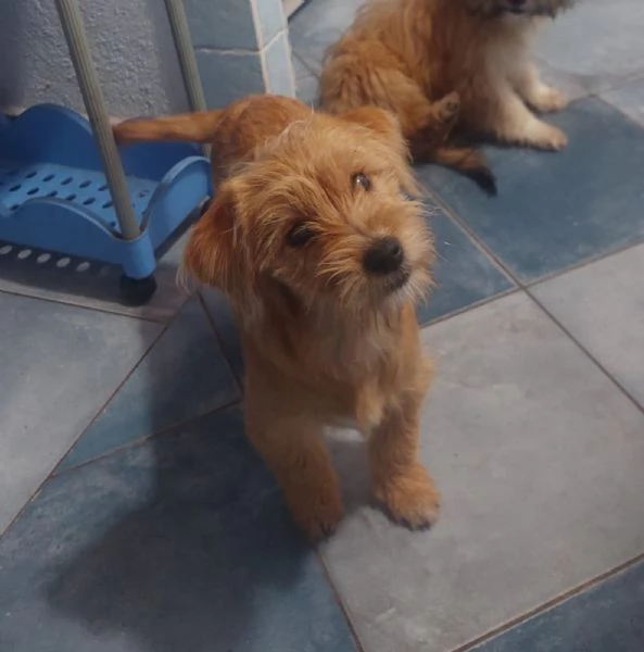 Bobby e Birba cuccioli deliziosi aspettano casa | Foto 0