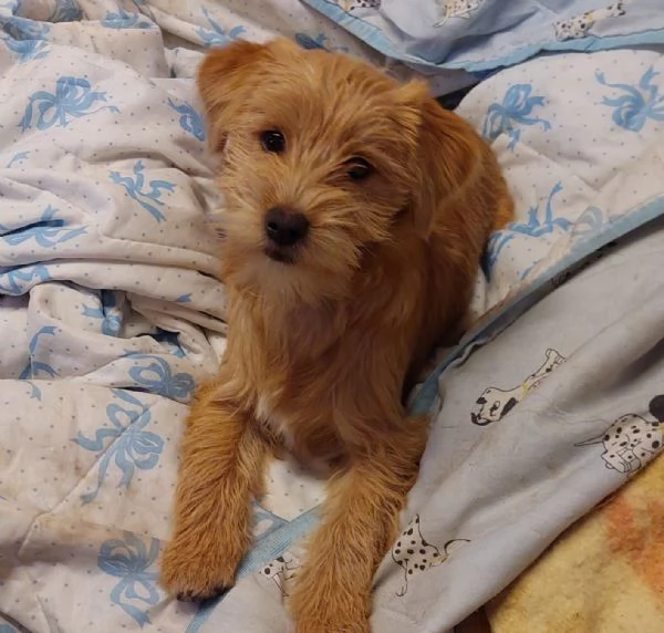 Bobby un cucciolino simpatico aspetta una casa