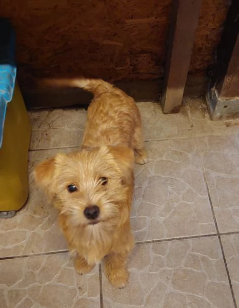 Bobby un cucciolino simpatico aspetta una casa | Foto 0