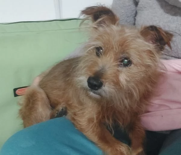 Henry dolcissimo e desideroso di una famiglia | Foto 1