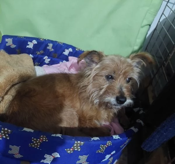 dolce Henry 5 kg di amore aspetta casa