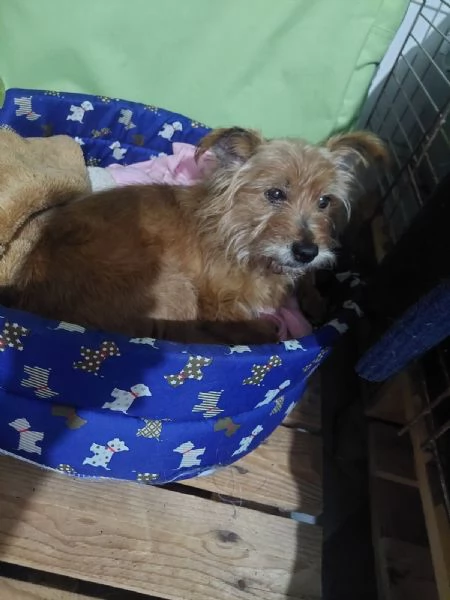 dolce Henry 5 kg di amore aspetta casa | Foto 1